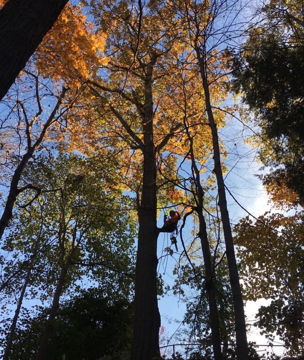 Cbl tree pruning cropped resized