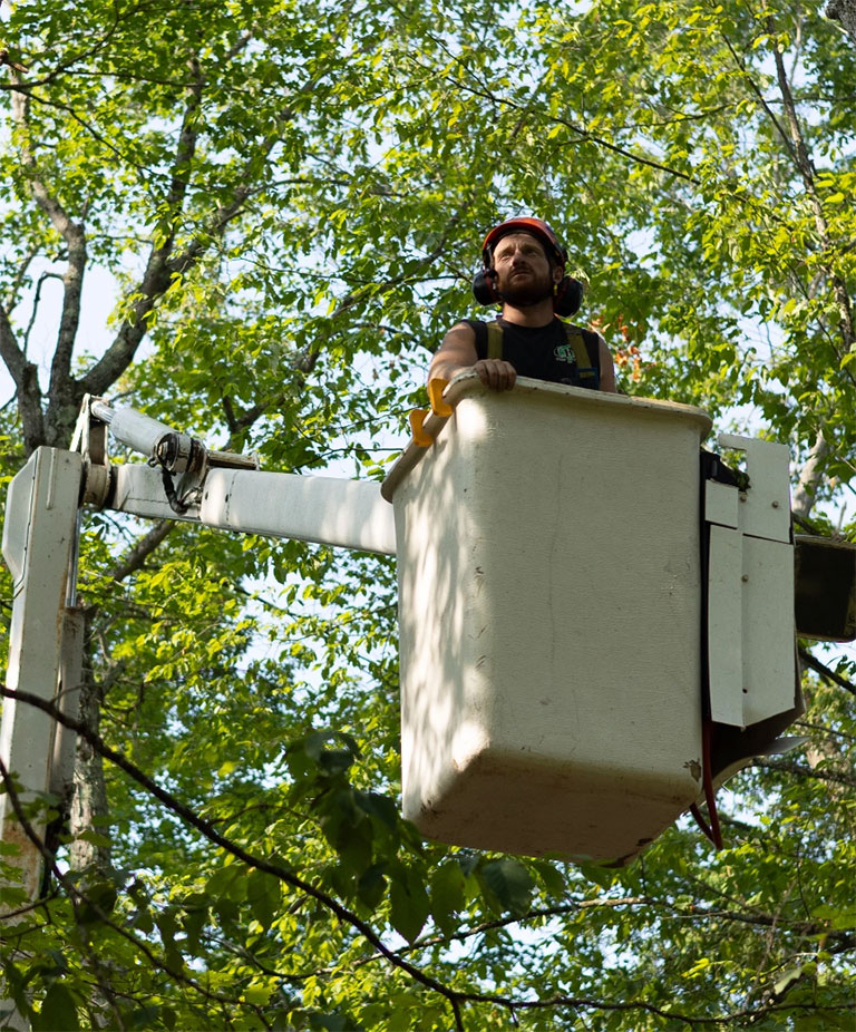 Commercial emergency tree removal