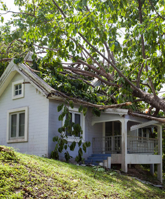 Emergency tree services thumbnail