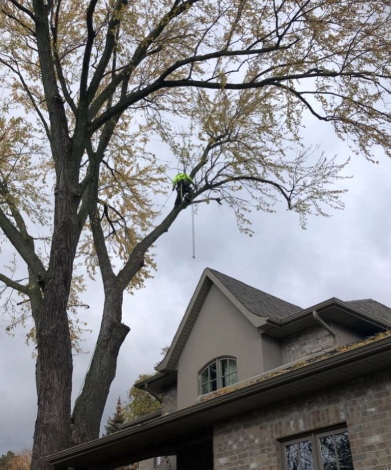 Hazardous tree removal
