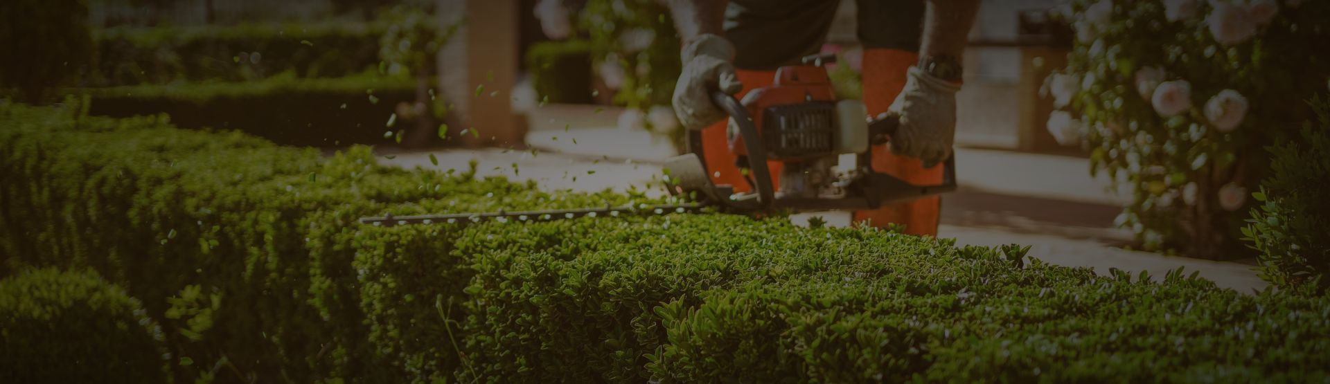 Hedge shrub pruning banner resized