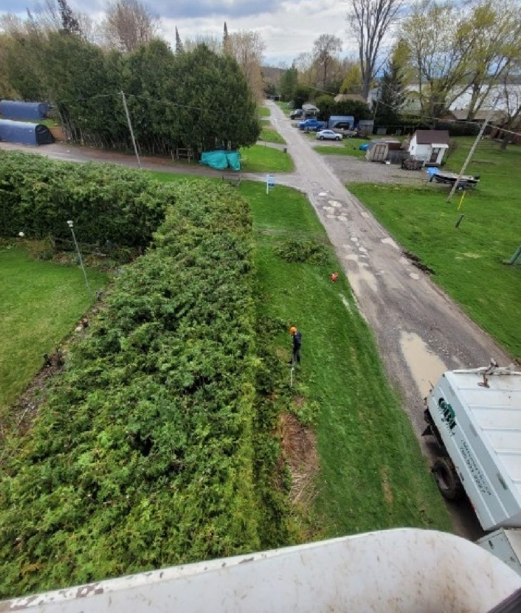 Hedge shrub pruning intro cropped resized