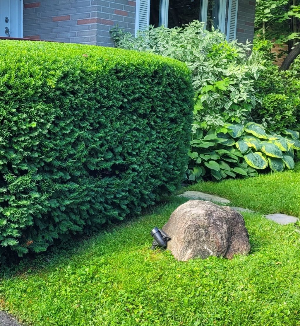 Hedge shrub pruning