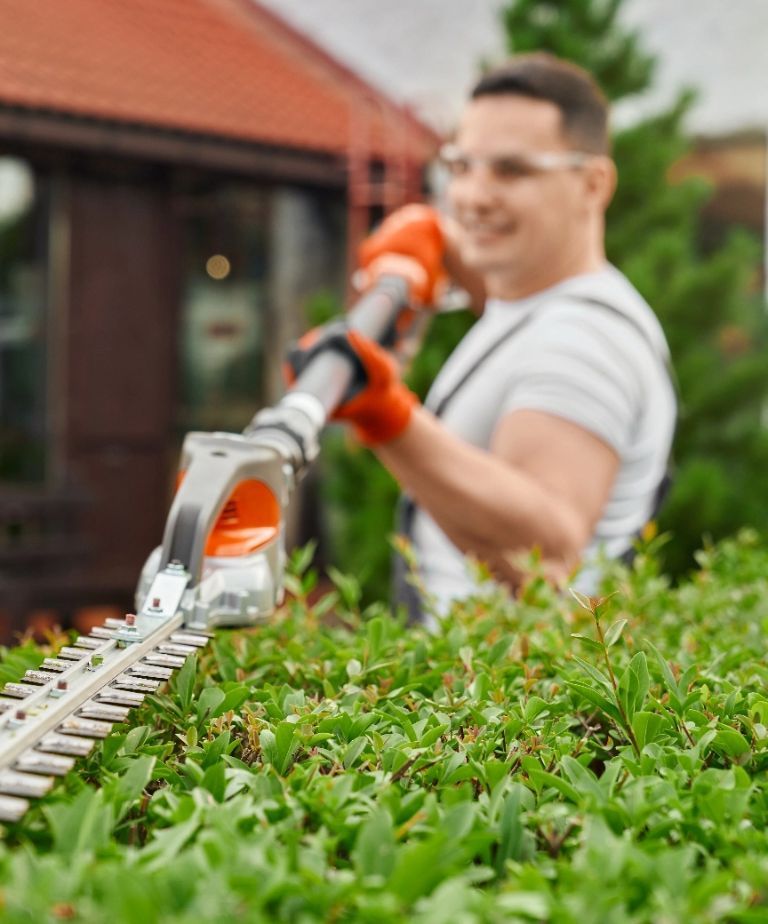 Hedge shrub shaping resized