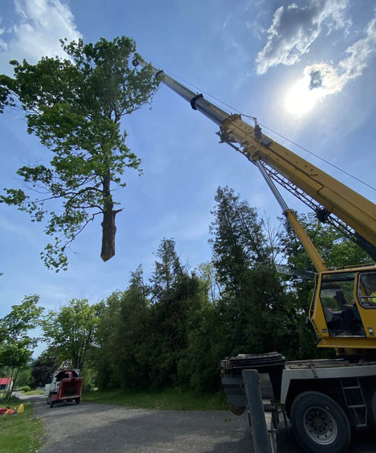 Large tree crane removal thumbnail