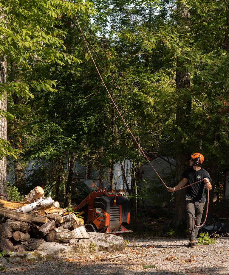 Large tree emergency removal