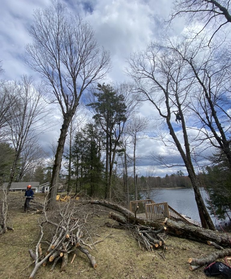 Residential dead wood removal