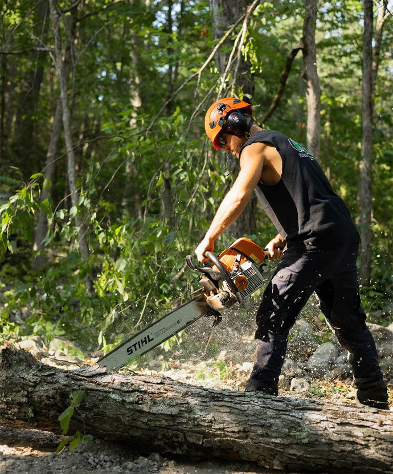 Residential emergency tree removal