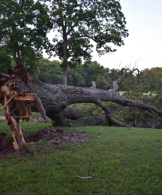 Storm cleanup thumbnail