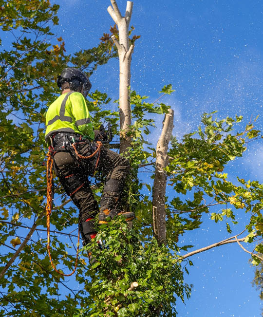 Tree pruning thumbnail