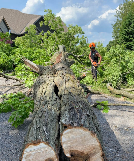 Tree removal thumbnail