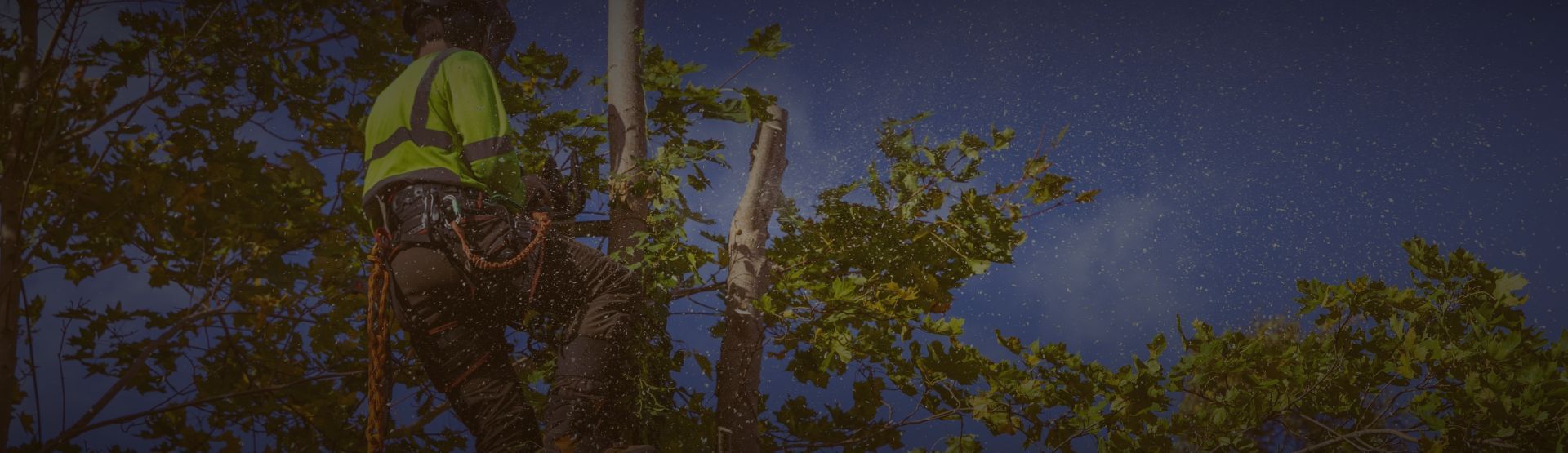 Tree pruning banner resized