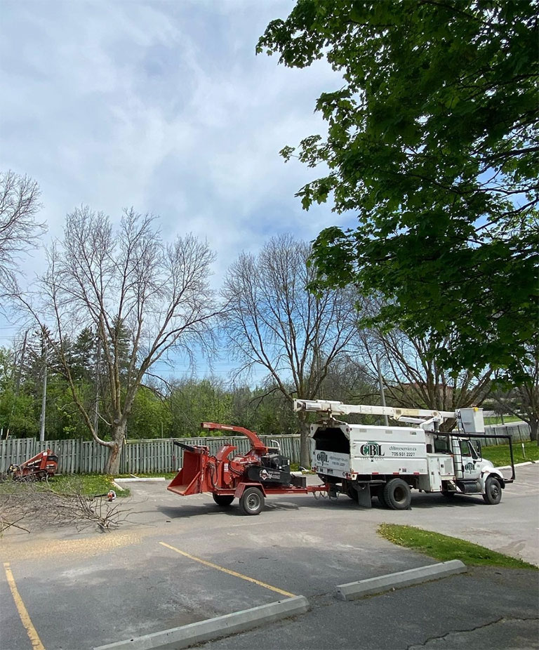 Comercial tree removal