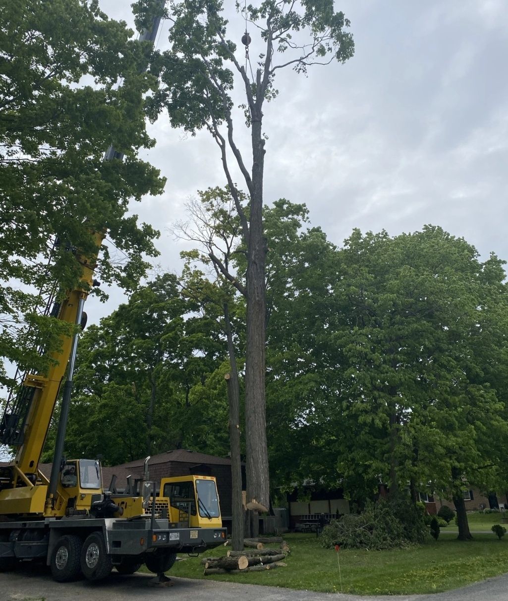 Crane assisted tree cutting