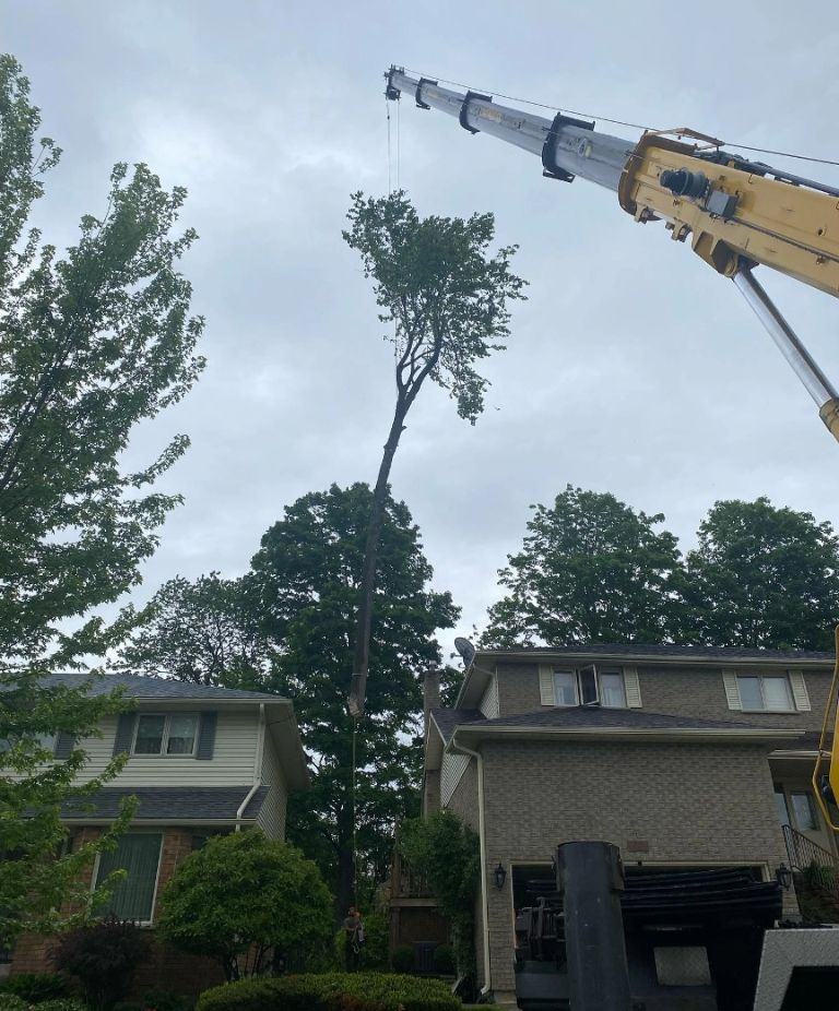 Crane assited tree cutting resized