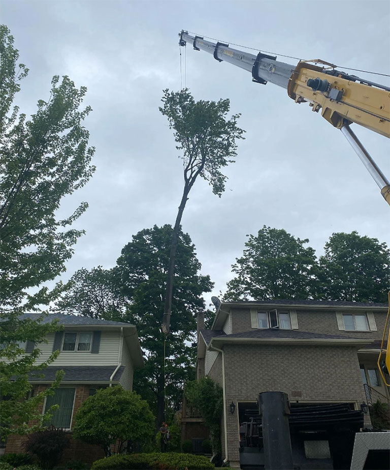 Large tree crane removal