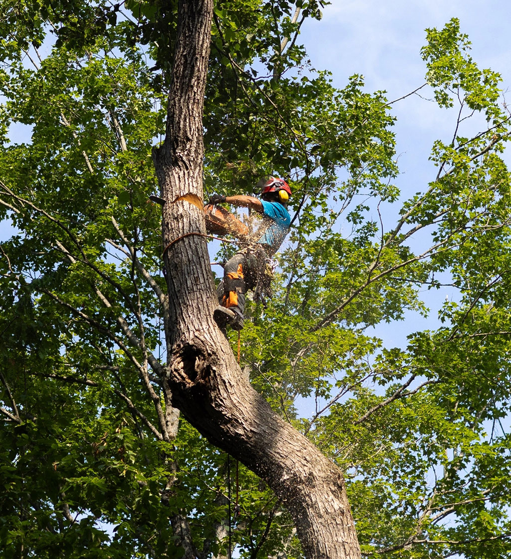 Man cutting tree