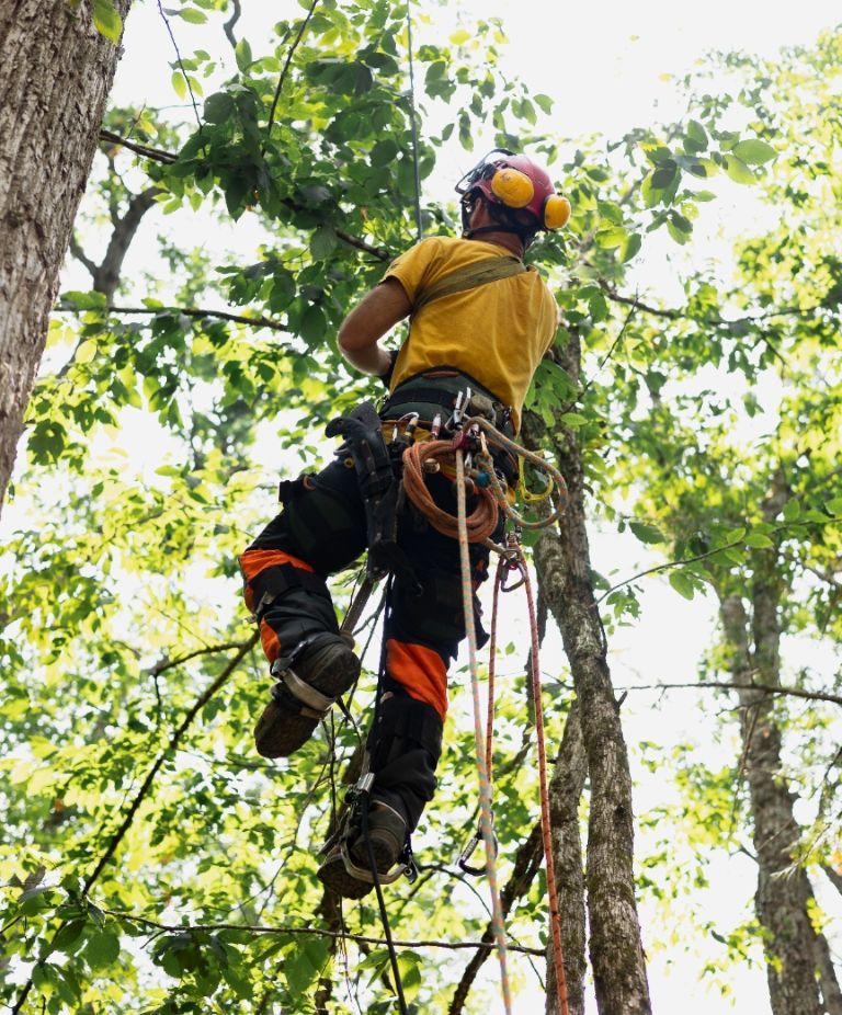 Man tree pruning resized