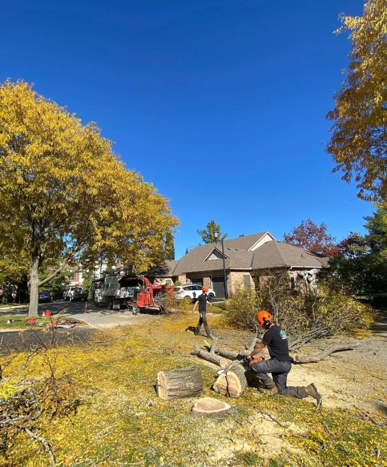 Residential stump removal resized