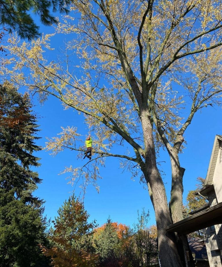 Residential tree pruning resized