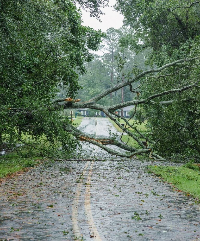 Residential tree removal 1