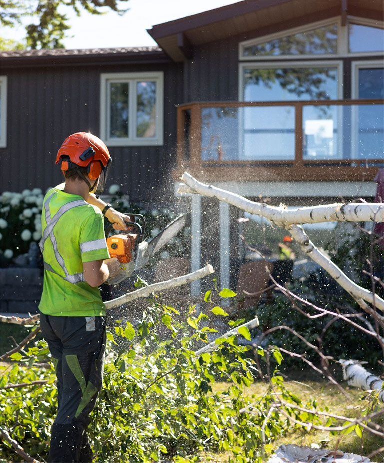 Residential tree removal