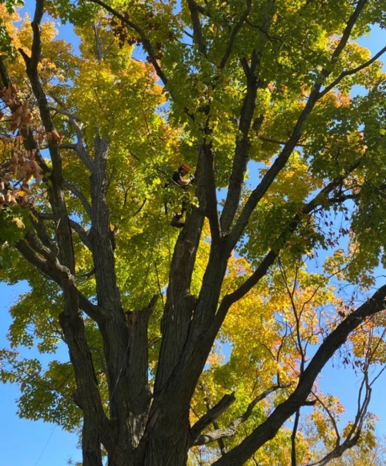 Safe tree pruning resized