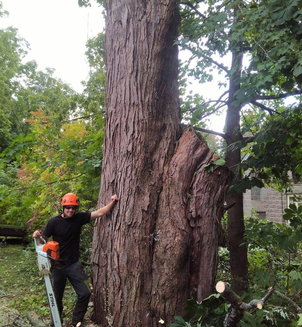 Standing besides old tree with chainsaw