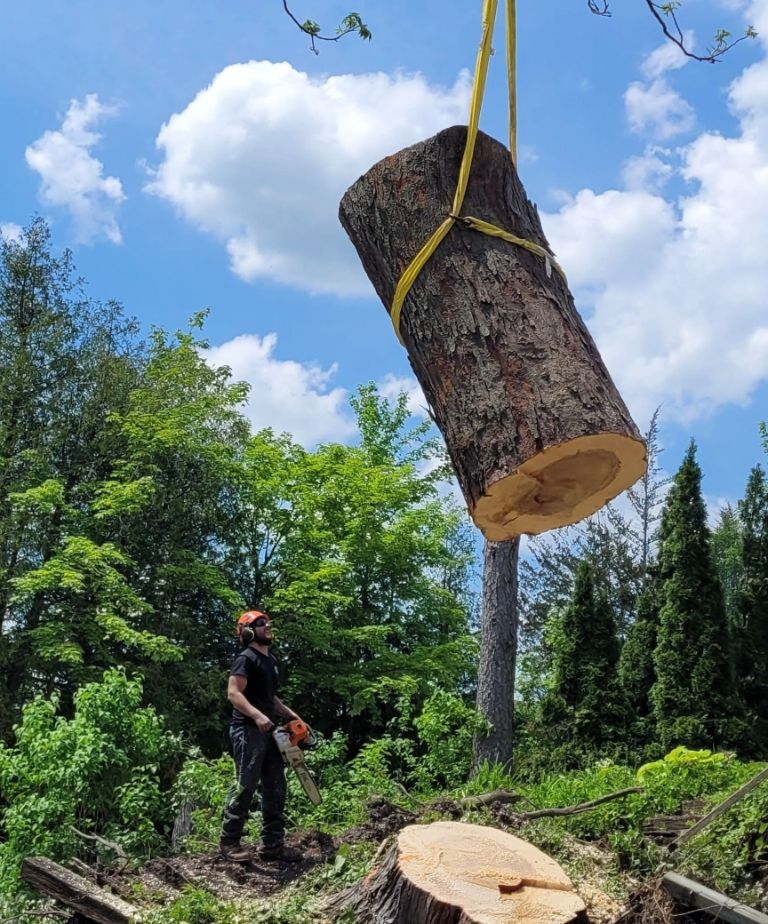 Stump cutout resized