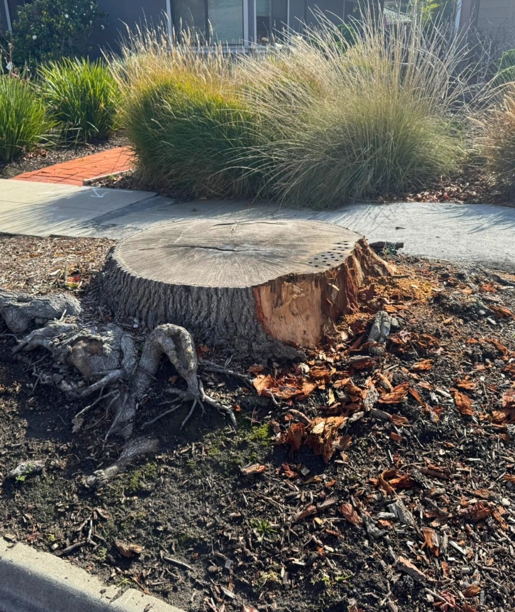 Tree stump on sidewalk cropped resized