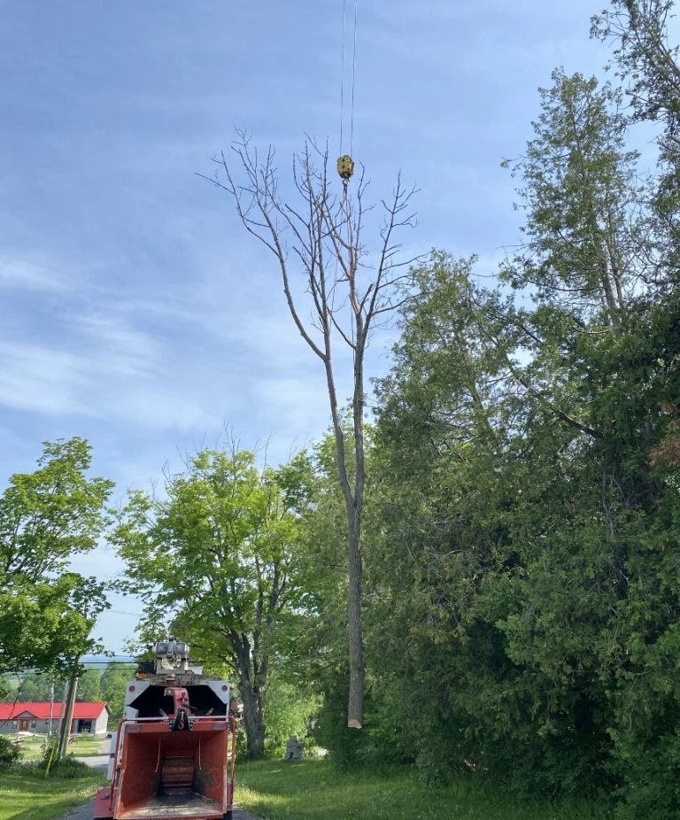 Whole tree removal resized