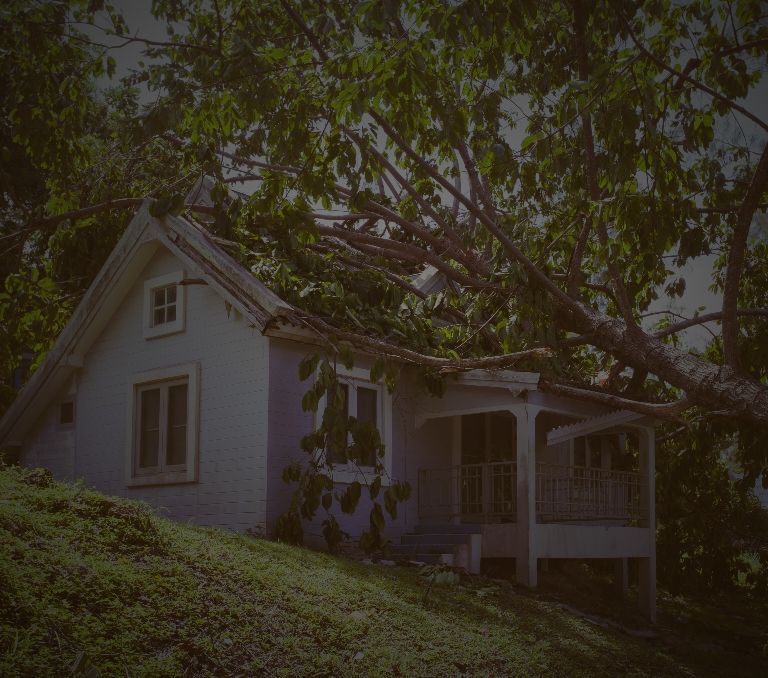 Emergency tree banner sm