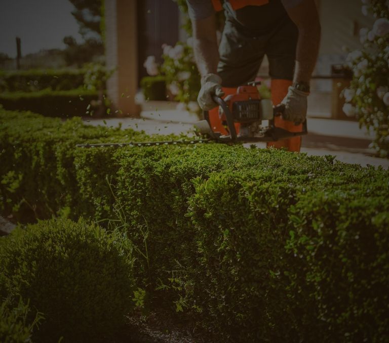 Hedge shrub pruning banner sm