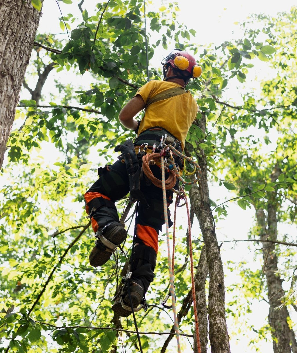 Man climbing tree