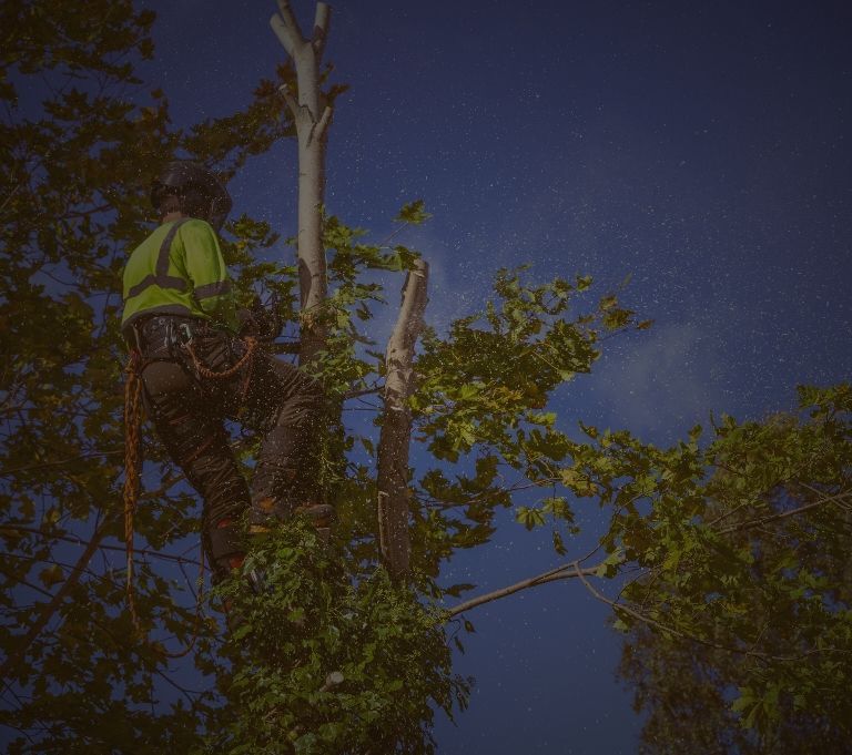 Tree pruning banner sm