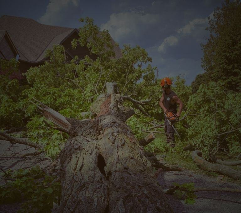 Tree removal banner sm