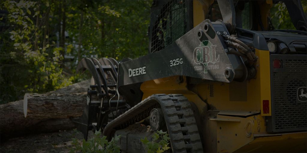 Large Tree Removal Services Peterborough | CBL Tree Service