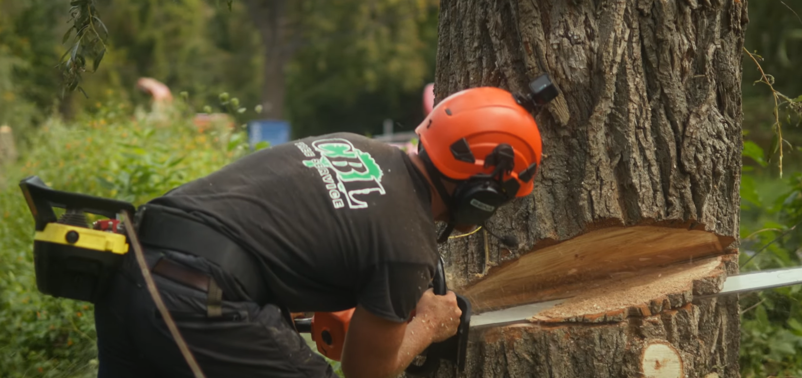 Guide to Tree Removal in Peterborough