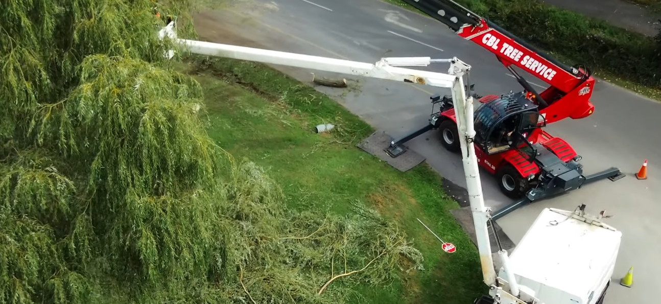 How Much Does Tree Service Cost