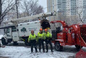 Benefits of Hiring a Certified & Insured Tree Service Company in Peterborough County