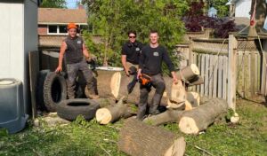 Questions to Ask Before Hiring a Tree Service Company in Peterborough and Kawarthas