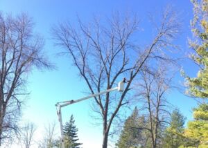The Best Time to Trim Trees in Peterborough County and Kawarthas
