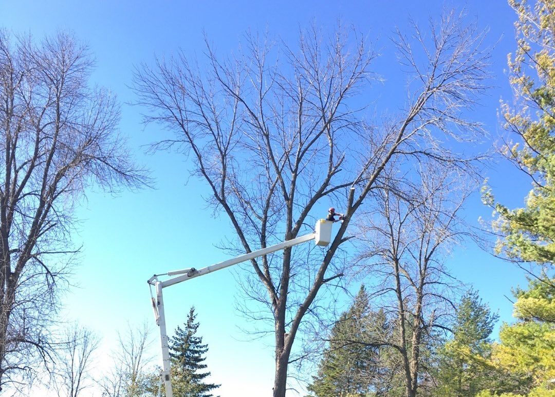The Best Time to Trim Trees in Peterborough County and Kawarthas