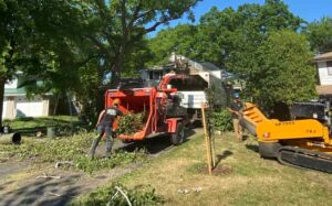 The Pros and Cons of DIY vs. Professional Tree Service