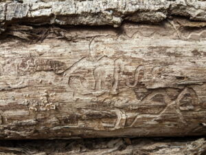 Signs and Symptoms of Emerald Ash Borer in Trees