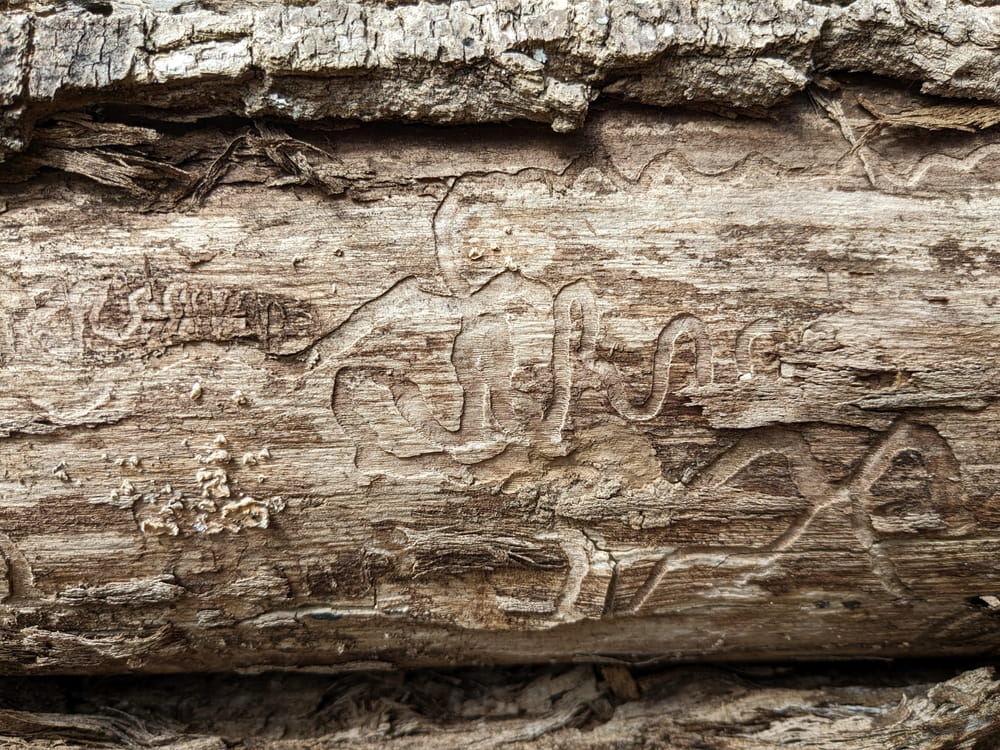 Signs and Symptoms of Emerald Ash Borer in Trees