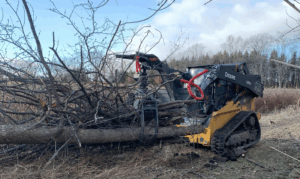 Emergency Tree Services What to Do When a Tree Becomes a Risk