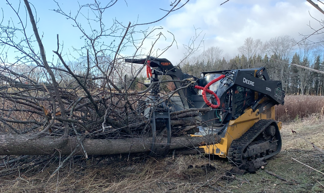 Emergency Tree Services What to Do When a Tree Becomes a Risk
