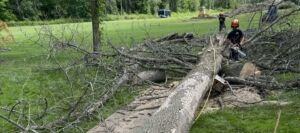 Signs A Tree is Dying and What to Do Next