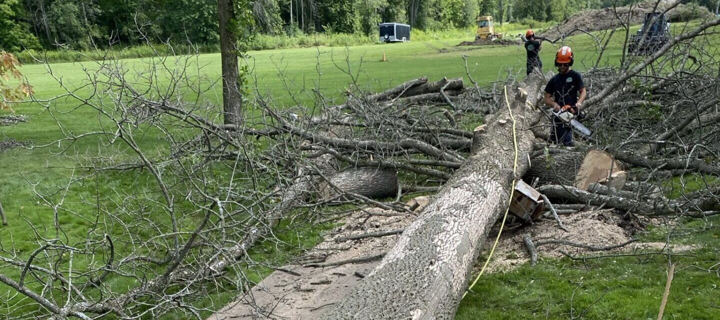 Signs A Tree is Dying and What to Do Next